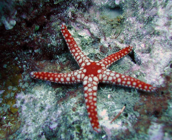  Fromia monilis (Orange Star, Orange Marble Star)